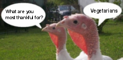 Turkeys