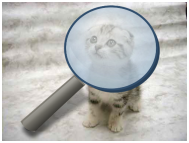 APple OSX CatSearch